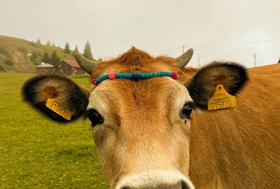 Rize Çıkışlı Ayder, Elevit Yaylası Ve Zil Kale Günübirlik Turu (Combo)